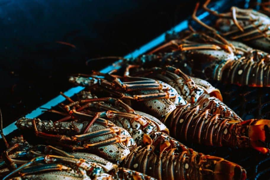 Savor the Flavors of Lobster Season at Sunset Beach Villas